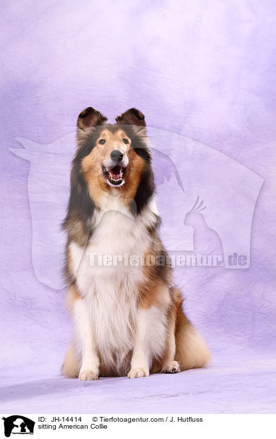 sitzender Amerikanischer Collie / sitting American Collie / JH-14414