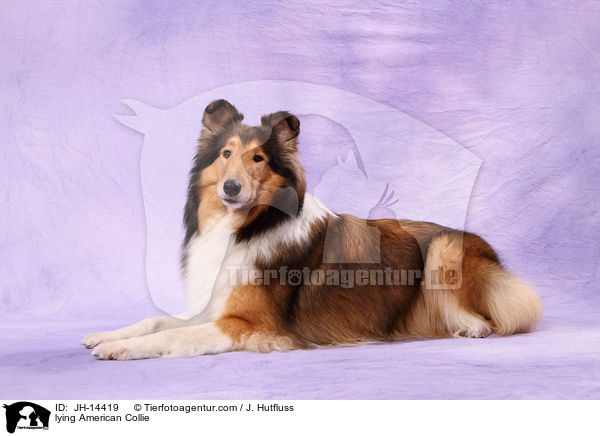 lying American Collie / JH-14419