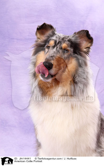 American Collie Portrait / JH-14441