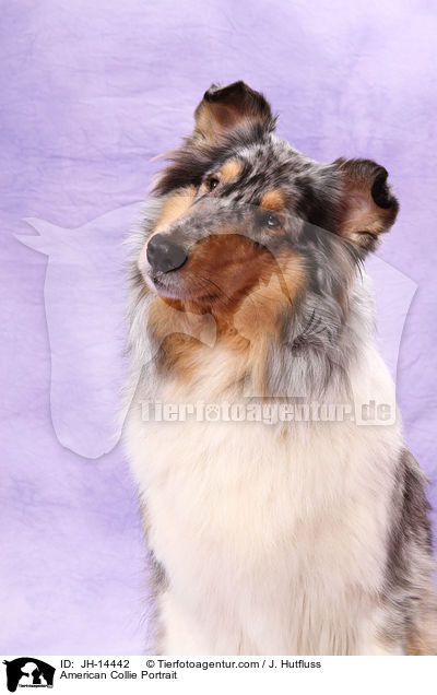 American Collie Portrait / JH-14442
