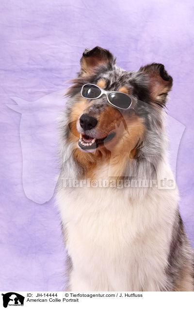 American Collie Portrait / JH-14444