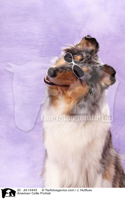 American Collie Portrait / JH-14445