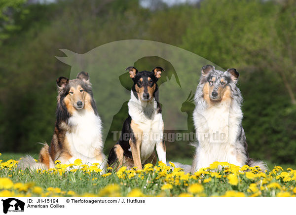 Amerikanische Collies / American Collies / JH-15194
