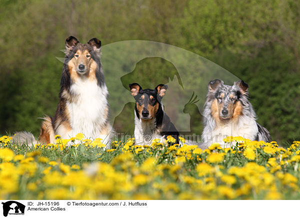 Amerikanische Collies / American Collies / JH-15196