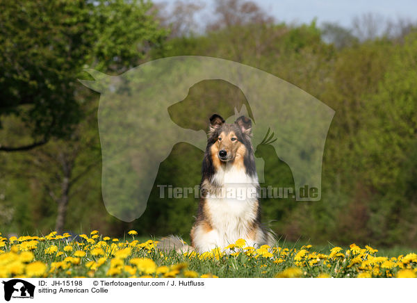 sitzender Amerikanischer Collie / sitting American Collie / JH-15198