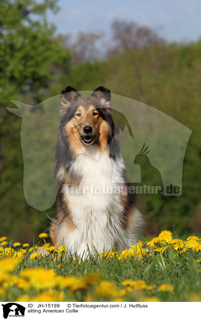 sitzender Amerikanischer Collie / sitting American Collie / JH-15199
