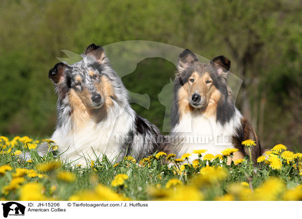 Amerikanische Collies / American Collies / JH-15206