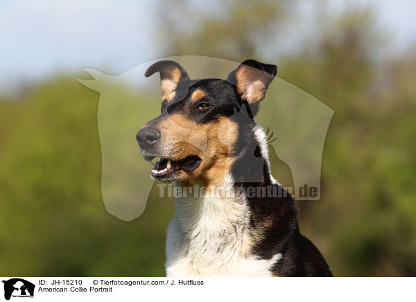 American Collie Portrait / JH-15210