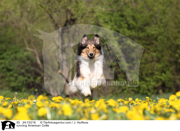 running American Collie / JH-15218