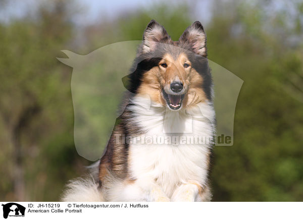 Amerikanischer Collie Portrait / American Collie Portrait / JH-15219