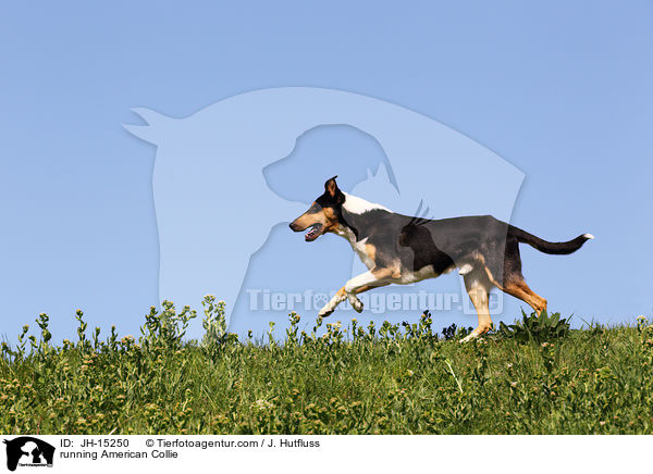 running American Collie / JH-15250
