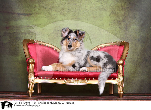 Amerikanischer Collie Welpe / American Collie puppy / JH-19910