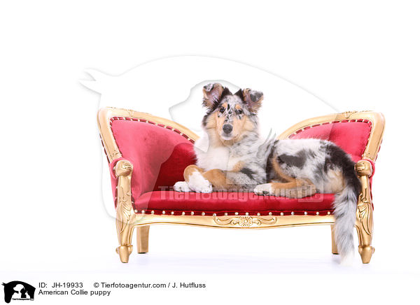 Amerikanischer Collie Welpe / American Collie puppy / JH-19933
