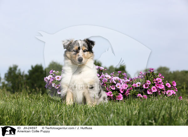 Amerikanischer Collie Welpe / American Collie Puppy / JH-24697