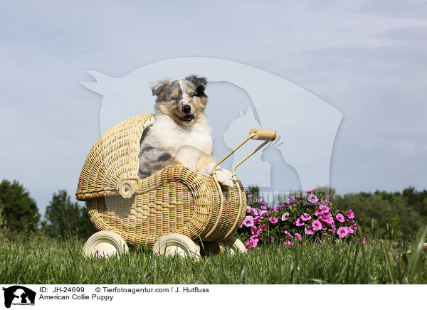 Amerikanischer Collie Welpe / American Collie Puppy / JH-24699