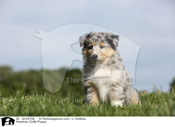 Amerikanischer Collie Welpe / American Collie Puppy / JH-24706