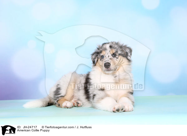 Amerikanischer Collie Welpe / American Collie Puppy / JH-24717
