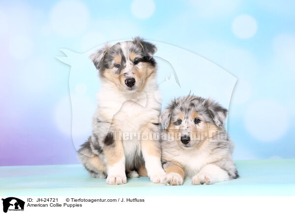 American Collie Puppies / JH-24721