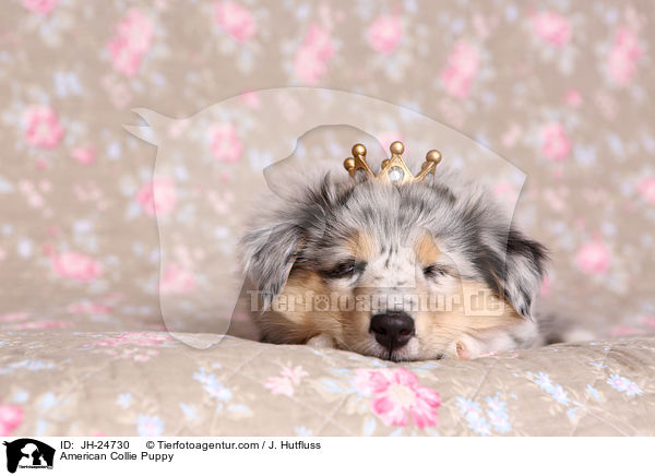 Amerikanischer Collie Welpe / American Collie Puppy / JH-24730
