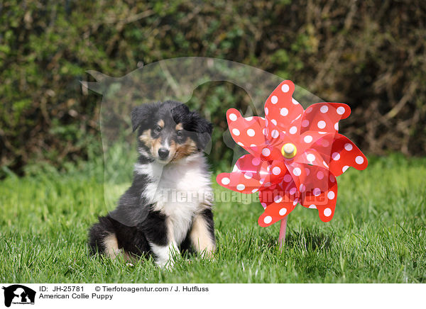 Amerikanischer Collie Welpe / American Collie Puppy / JH-25781