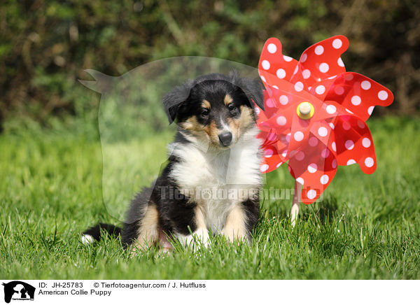 Amerikanischer Collie Welpe / American Collie Puppy / JH-25783