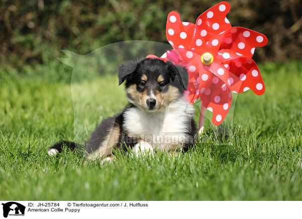 Amerikanischer Collie Welpe / American Collie Puppy / JH-25784