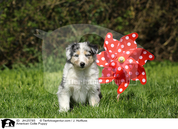 Amerikanischer Collie Welpe / American Collie Puppy / JH-25785