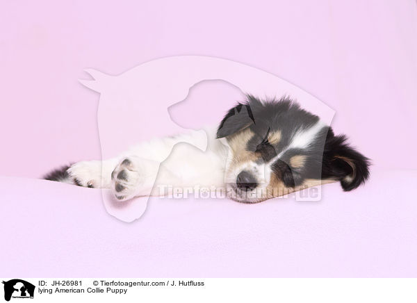 liegender Amerikanischer Collie Welpe / lying American Collie Puppy / JH-26981