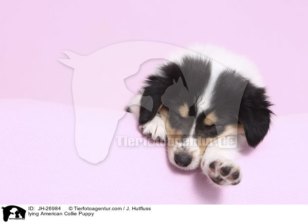 liegender Amerikanischer Collie Welpe / lying American Collie Puppy / JH-26984