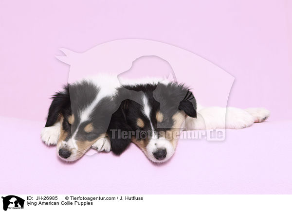 liegende Amerikanischer Collie Welpen / lying American Collie Puppies / JH-26985