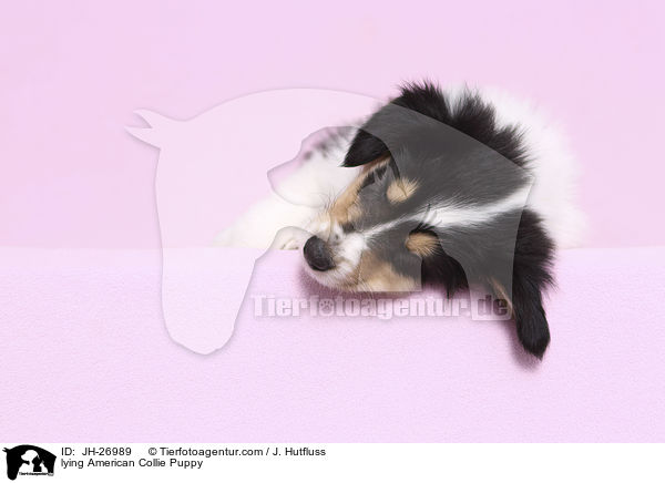 liegender Amerikanischer Collie Welpe / lying American Collie Puppy / JH-26989