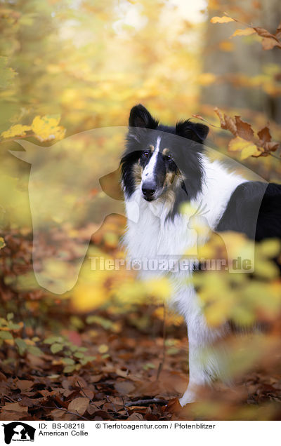 American Collie / BS-08218