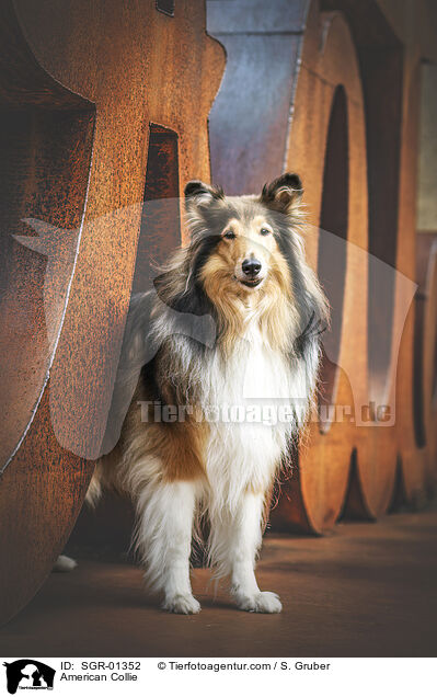 Amerikanischer Collie / American Collie / SGR-01352