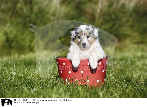 Amerikanischer Collie Welpe / American Collie Puppy / JH-30726
