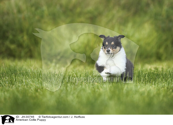 Amerikanischer Collie Welpe / American Collie Puppy / JH-30746