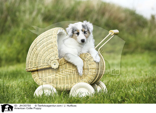 Amerikanischer Collie Welpe / American Collie Puppy / JH-30750