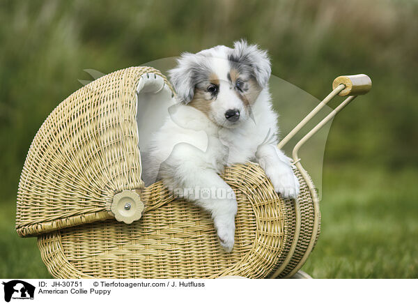 Amerikanischer Collie Welpe / American Collie Puppy / JH-30751