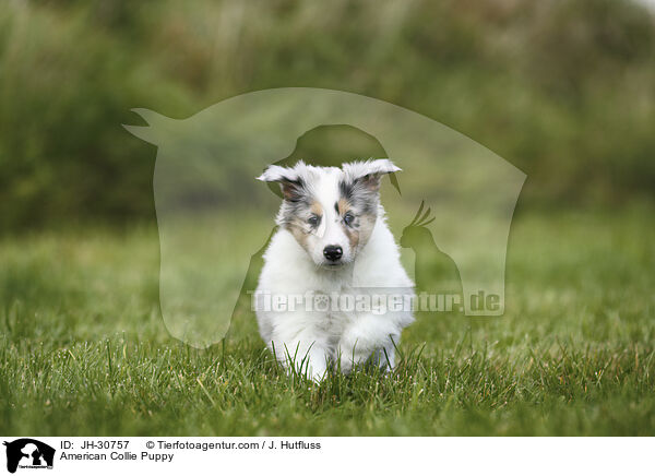 Amerikanischer Collie Welpe / American Collie Puppy / JH-30757