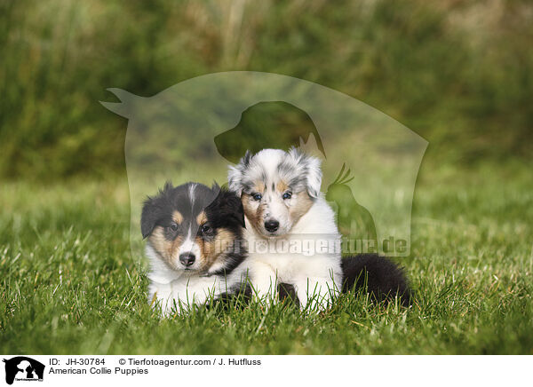 Amerikanische Collie Welpen / American Collie Puppies / JH-30784