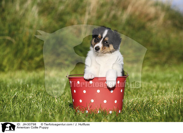 Amerikanischer Collie Welpe / American Collie Puppy / JH-30798