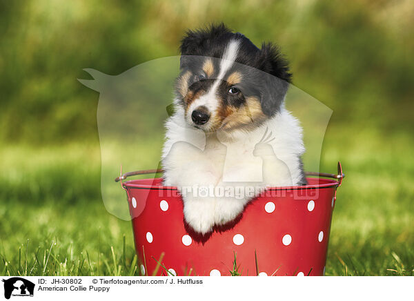 Amerikanischer Collie Welpe / American Collie Puppy / JH-30802