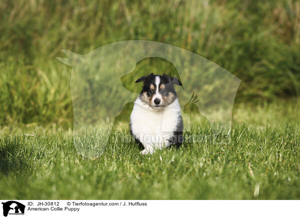 Amerikanischer Collie Welpe / American Collie Puppy / JH-30812