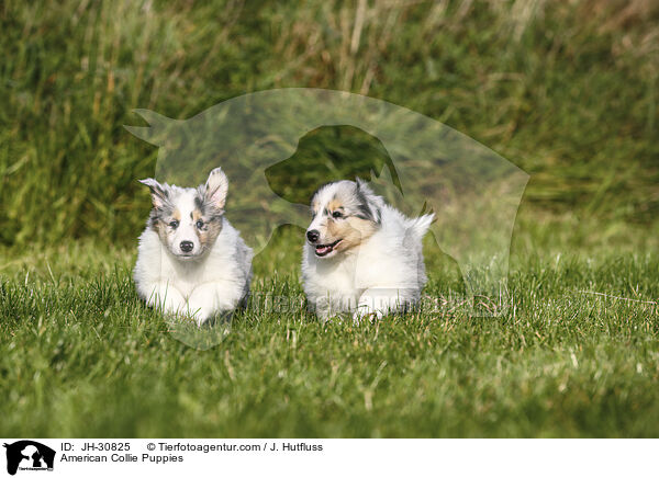 Amerikanische Collie Welpen / American Collie Puppies / JH-30825