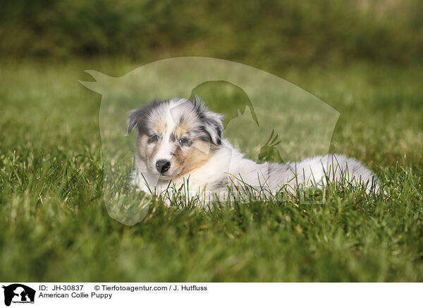 Amerikanischer Collie Welpe / American Collie Puppy / JH-30837