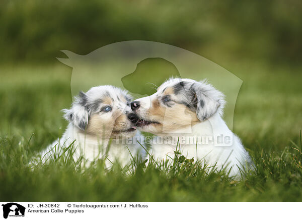 Amerikanische Collie Welpen / American Collie Puppies / JH-30842