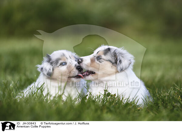 Amerikanische Collie Welpen / American Collie Puppies / JH-30843