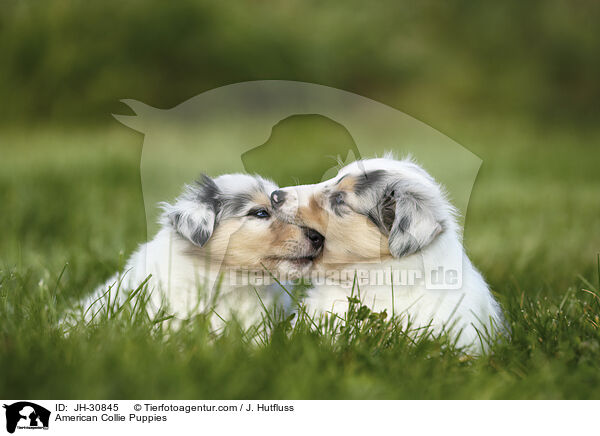Amerikanische Collie Welpen / American Collie Puppies / JH-30845