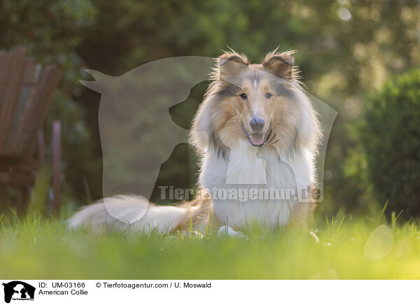 American Collie / UM-03166