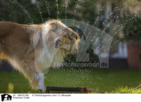 American Collie / UM-03168