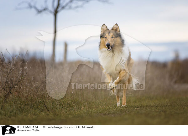 American Collie / UM-03174